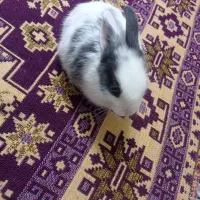 خرگوش لپ|موش و خرگوش|تهران, دولاب|دیوار