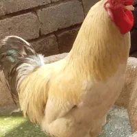 مرغ و خروس و اردک اسرائلی نر بالغ و اردک ماده ساده|حیوانات مزرعه|خمام, |دیوار