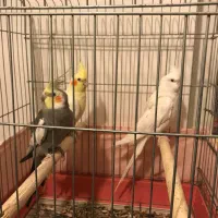 فروش عروس هلندی|پرنده|بندرعباس, |دیوار