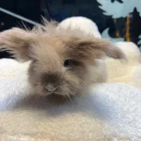 خرگوش‌‌لوپ اصیل|موش و خرگوش|تهران, قیطریه|دیوار