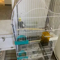 عروس هلندی جفت تخم گذار