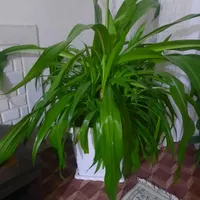 گل سوسن عنکبوتی با حدود50عدد بچه