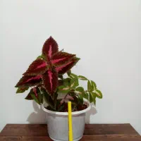 گل گل 4تا135 و یک گل هدیه|گل و گیاه طبیعی|یاسوج, |دیوار