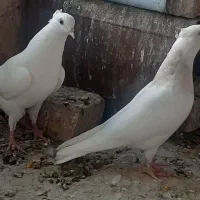 جفت طوقی سرور مهر|پرنده|اردکان, |دیوار