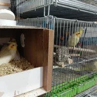 عروس هلندی  و کلوته برزیلی|پرنده|سراوان, |دیوار