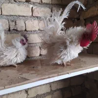 مرغ خروس وارداتی|حیوانات مزرعه|شیراز, گویم|دیوار