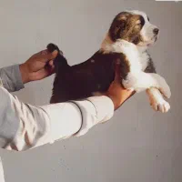 واگذاری توله