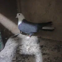 پلاس یکتی|پرنده|قم, شهرک توانیر|دیوار