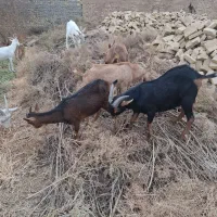 فروش سه عددکره نریکی آلپاین فرانسوی دو عدد مورسیا