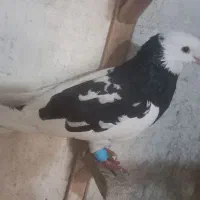 کفتر تهرانی و کلاغدم سیاه