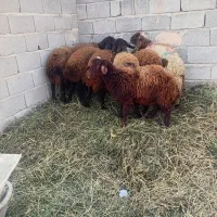 ۹عدد بره ماده جفتی ۲۶میلیون