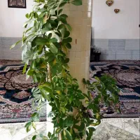 گل و گلدان|گل و گیاه طبیعی|فسا, |دیوار