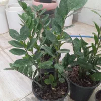 گل های زیبا آپارتمانی اول آموزش بعد خرید|گل و گیاه طبیعی|سبزوار, رضوی|دیوار