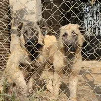 فروش توله سگ سرابی اصیل|سگ|رشت, جانبازان|دیوار