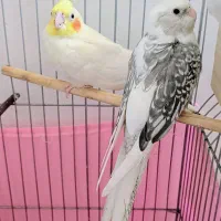 عروس هلندی جفت