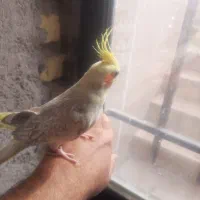 قناری وعروس هلندی|پرنده|مهدی شهر, |دیوار