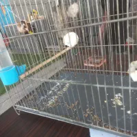 سهره جفتی تولک|پرنده|دماوند, دماوند|دیوار