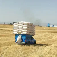 فروش کاه گندم اصفهان گلپایگان میمه خوانسار دهق
