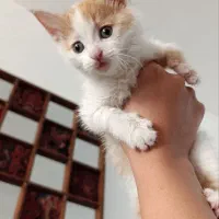 بچه گربه ناز واکسن خورده|گربه|پاکدشت, پاکدشت (مامازند)|دیوار