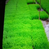 بیجار شالیزار مناسبه توافقی ،متقاضی ،