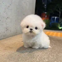 سگ باهوش|سگ|اردبیل, |دیوار