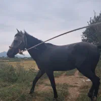 اسب نیلی|حیوانات|فومن, |دیوار