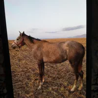 اسب مادیان