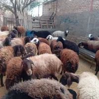 میش قزل افشار