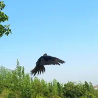 مرغ عشق بالغ و عروس هلندی بالغ|پرنده|اطاقور, |دیوار