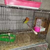 کوتوله جفت مولد