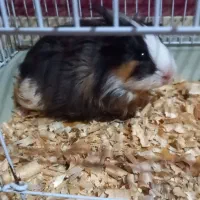 خوکچه هندی کم سن