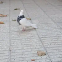 یک جفت طوقی درمبارکه.|پرنده|مبارکه, |دیوار