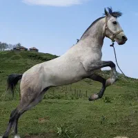 اسب|اسب و تجهیزات اسبسواری|چابکسر, |دیوار