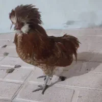 خروس زینتی|حیوانات مزرعه|ثمرین, |دیوار