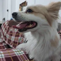 سگ پامر|سگ|شیراز, شهدای شهرک سعدی|دیوار