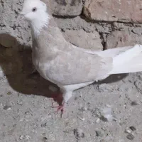 کبوتر فروشی