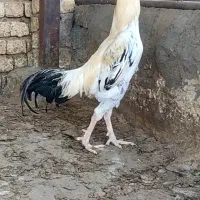 جوجه لاری|حیوانات مزرعه|ساوه, |دیوار