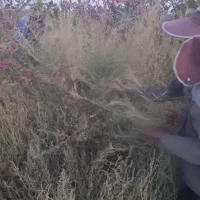 خریدچوب|خدمات باغبانی و درختکاری|شهر بابک, |دیوار