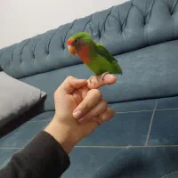 طوطی برزیلی