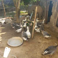 غاز محلی گوشتی