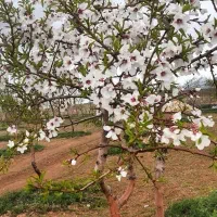 فروش باغ بادام نقلی و تر و تمیز در چادگان