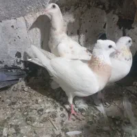 کبوتر گرفتنی
