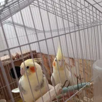 عروس هلندی یه ساله|پرنده|سلماس, |دیوار