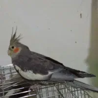 سینامون نر حدودا یکساله سخنگو با نمک سلامت