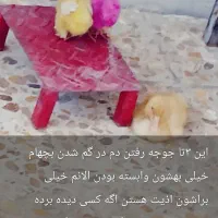 ۳ تا جوجه گم شده