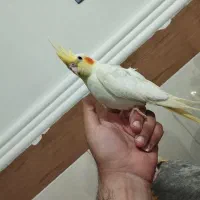 جوجه عروس چلوندنی|پرنده|زهک, |دیوار