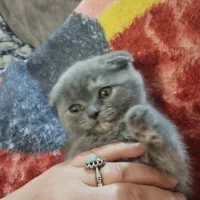 اسکاتلیش دبل فولدشش ماهه با شناسنامه