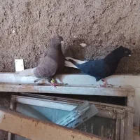 یک جفت دم سفید|پرنده|مشهد, ایثار|دیوار