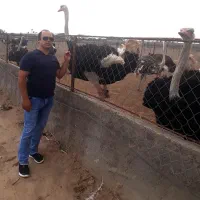 فروش جوجه شترمرغ آذربایجانشرقی