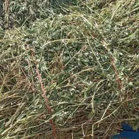 فروش یونجه مناسب گوسفند ۲۵۰پرس ۳۲هزارکیلویی